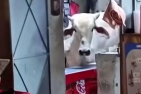 VACA INVADE BAR E CAUSA TUMULTO NO CENTRO DE CAPISTRANO